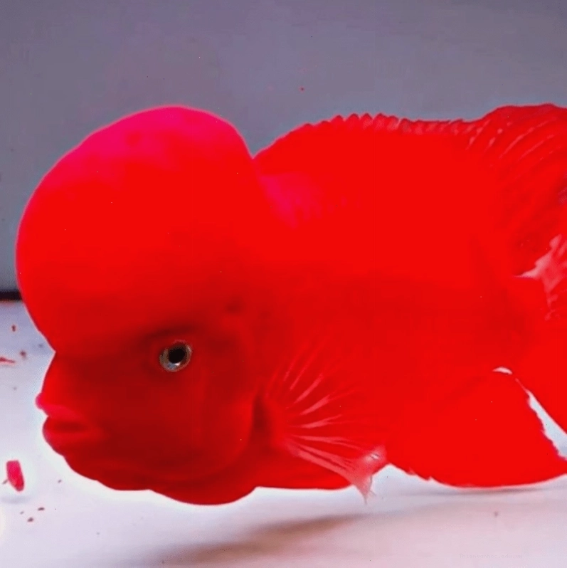 Cá la hán khỉ đỏ bột với màu sắc rực rỡ và tiềm năng phát triển gù đầu cực lớn