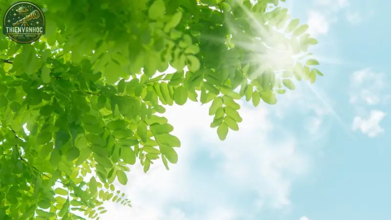 Cung Xử Nữ - 17 Cung Xử Nữ - 17