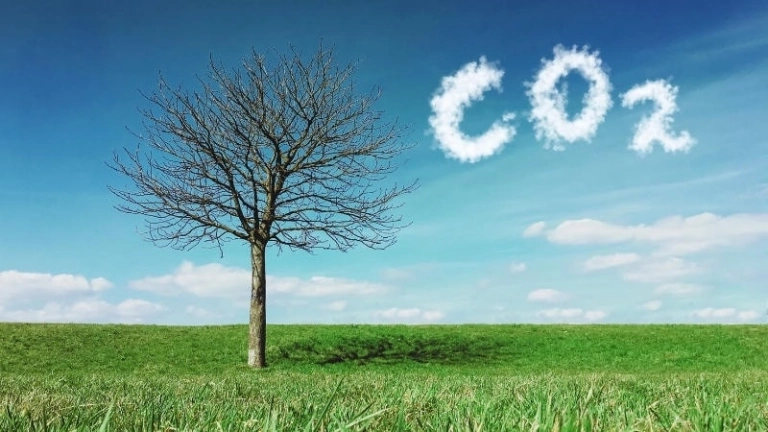 Hấp thụ carbon và hướng đi bền vững cho trái đất xanh