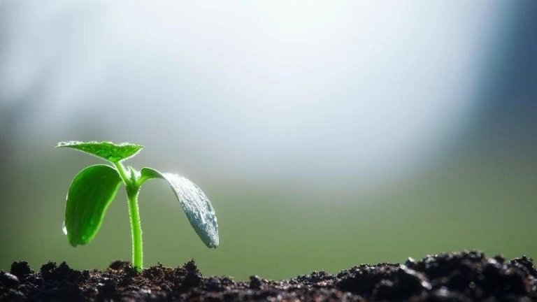 Hệ sinh thái đất và vai trò quan trọng trong tự nhiên
