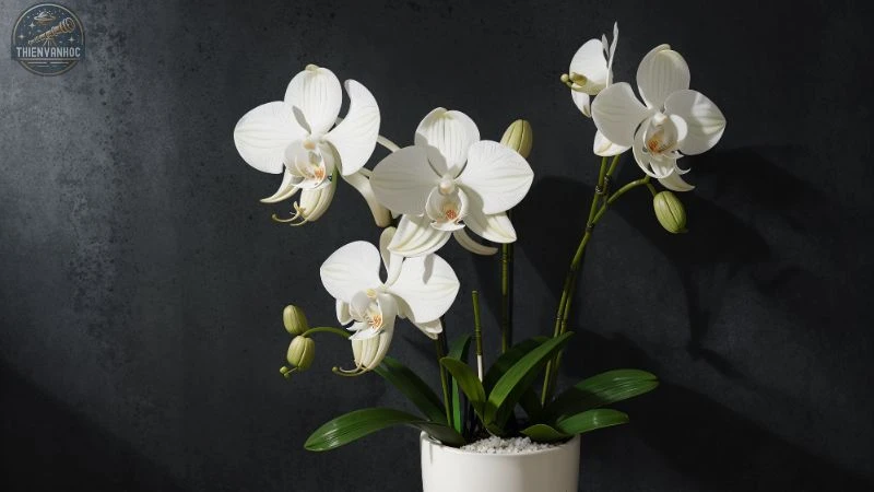 Những loài hoa may mắn của 12 cung hoàng đạo - 12 Những loài hoa may mắn của 12 cung hoàng đạo - 12