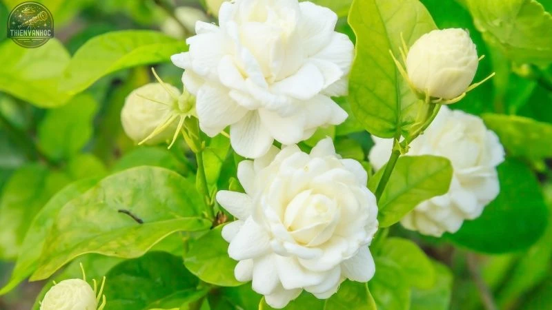 Những loài hoa may mắn của 12 cung hoàng đạo - 14 Những loài hoa may mắn của 12 cung hoàng đạo - 14