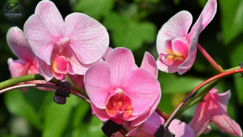 Những loài hoa may mắn của 12 cung hoàng đạo - 7 Những loài hoa may mắn của 12 cung hoàng đạo - 7