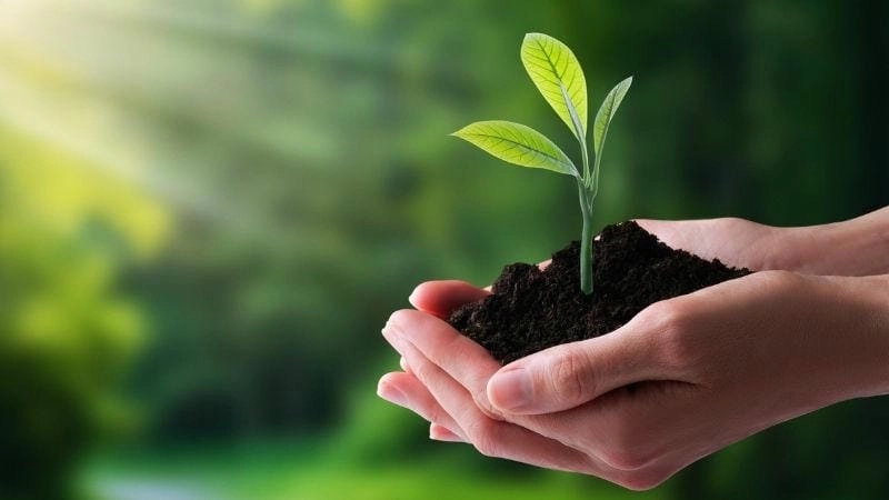Những thành phần quan trọng hình thành cân bằng tự nhiên
